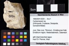 Foto (Objket + Etiketten) von Cycloprosopon sp. 